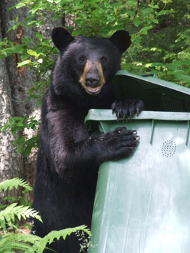 bear